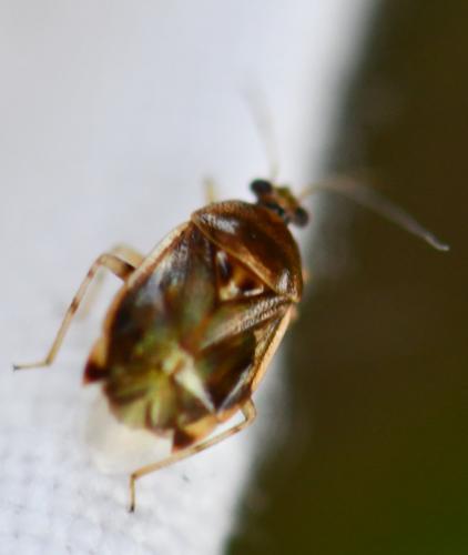 Réf. 270 172 : Deraeocoris lutescens